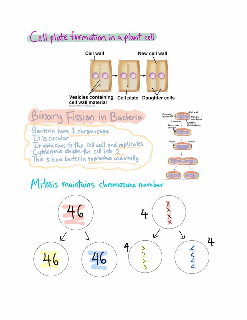 Chapter 10
Mitosis
Cell Division
Mitosis-division of the nucleus
Cytokinesis-division of the cytoplasm
Uses of mitosis
1. Asexual reproducti