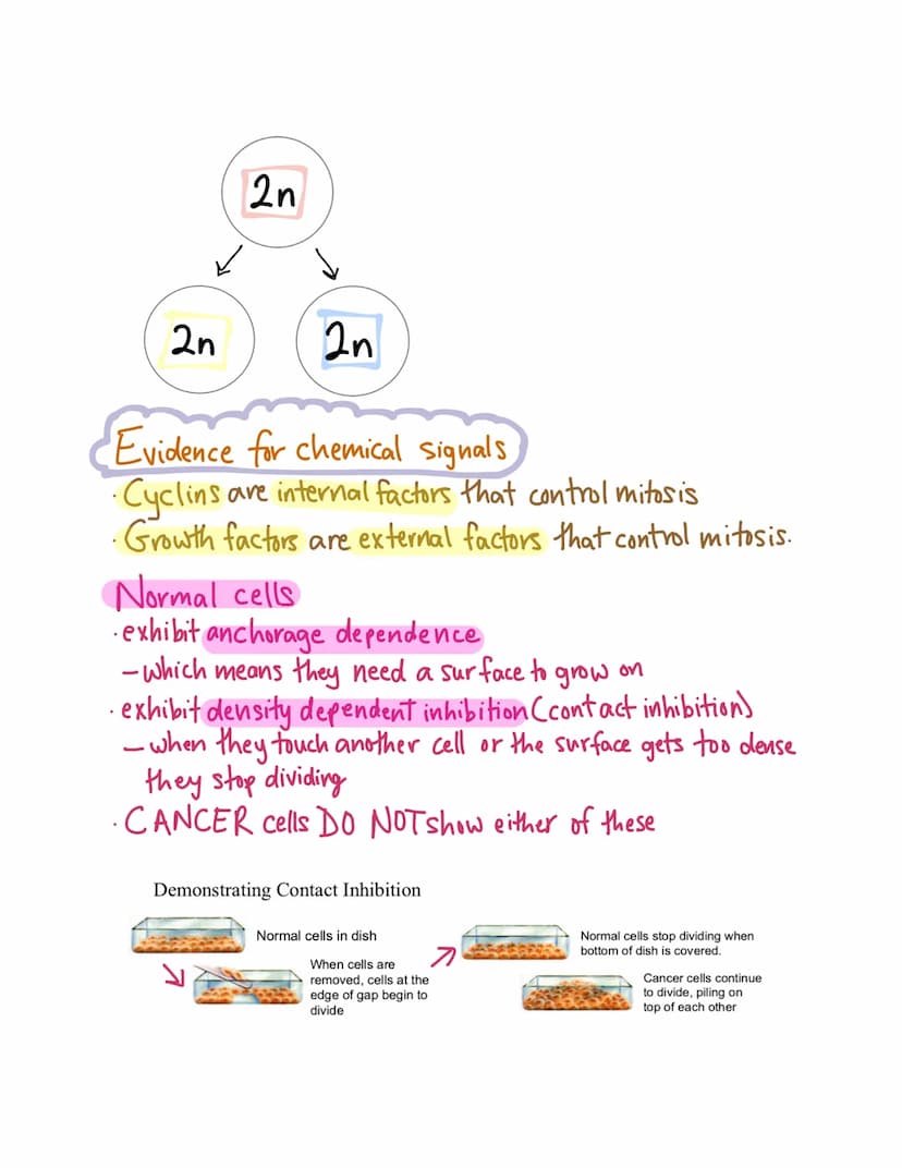 Chapter 10
Mitosis
Cell Division
Mitosis-division of the nucleus
Cytokinesis-division of the cytoplasm
Uses of mitosis
1. Asexual reproducti