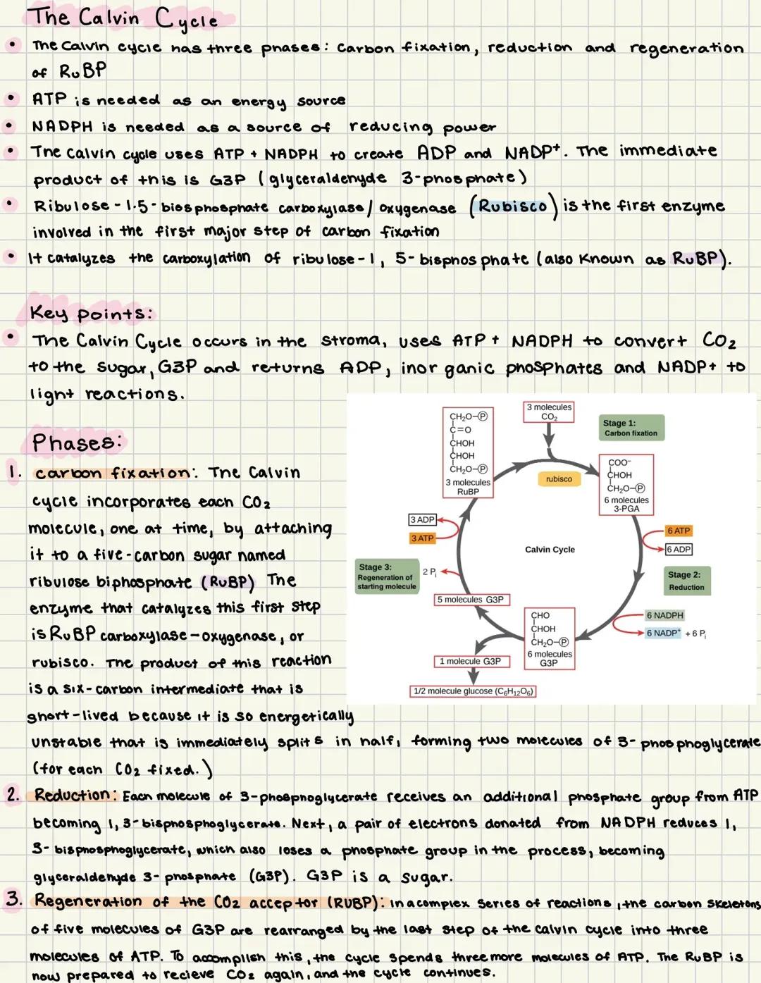 How Plants Eat: The Calvin Cycle and the Rubisco Enzyme