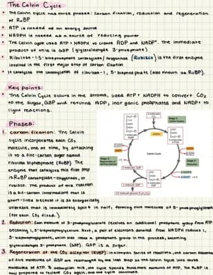 Know The Calvin Cycle: Carbon Fixation and Sugar Production thumbnail