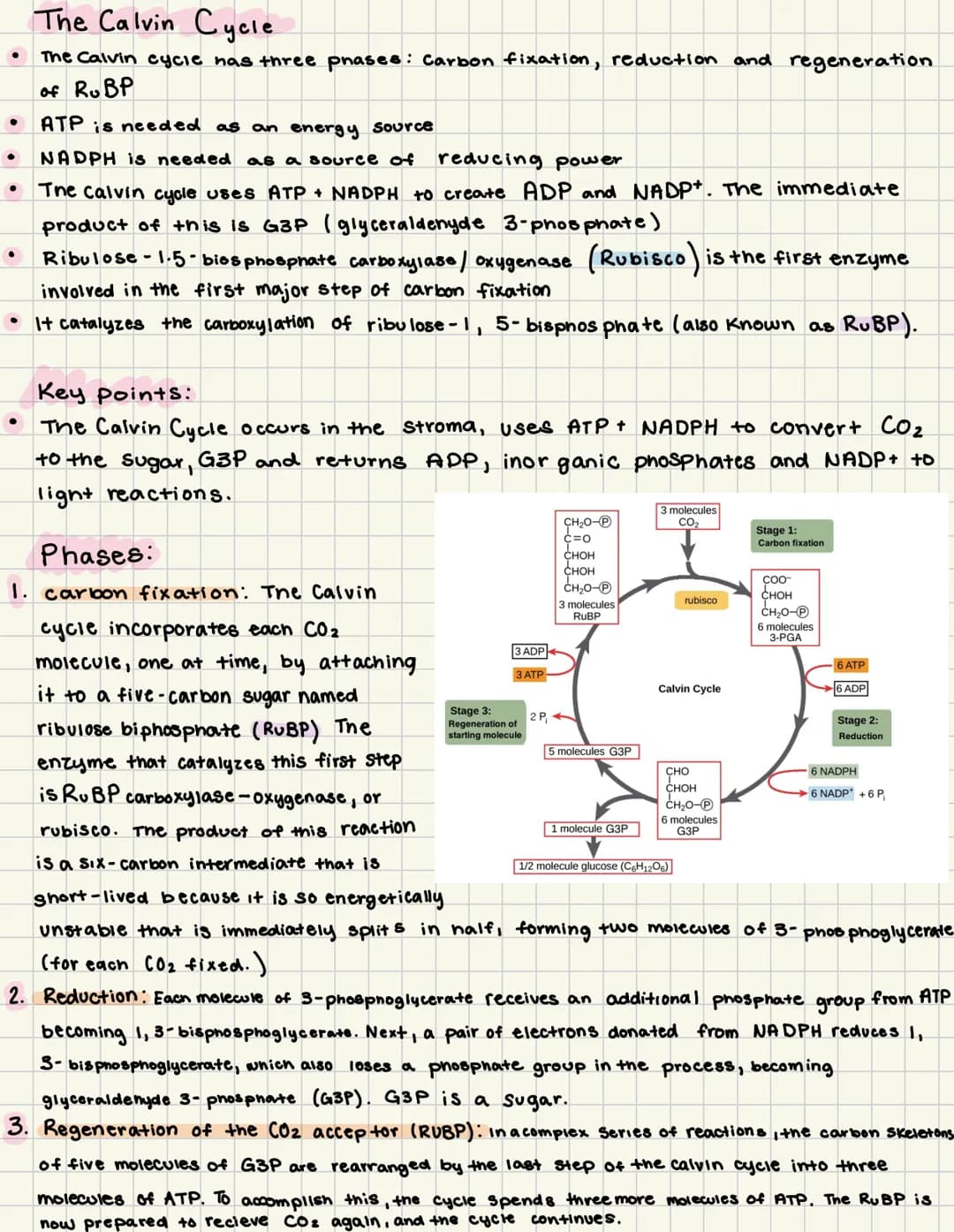 .
●
The Calvin Cycle
The Calvin cycle has three phases: Carbon fixation, reduction and regeneration.
of RuBP
ATP is needed as an energy sour