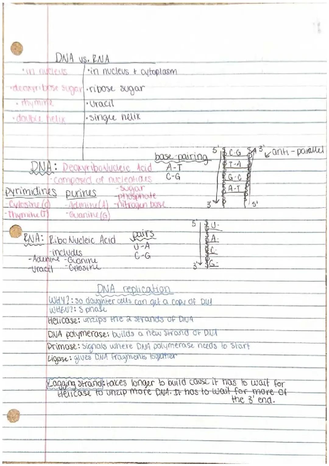 DNA vs RNA notes