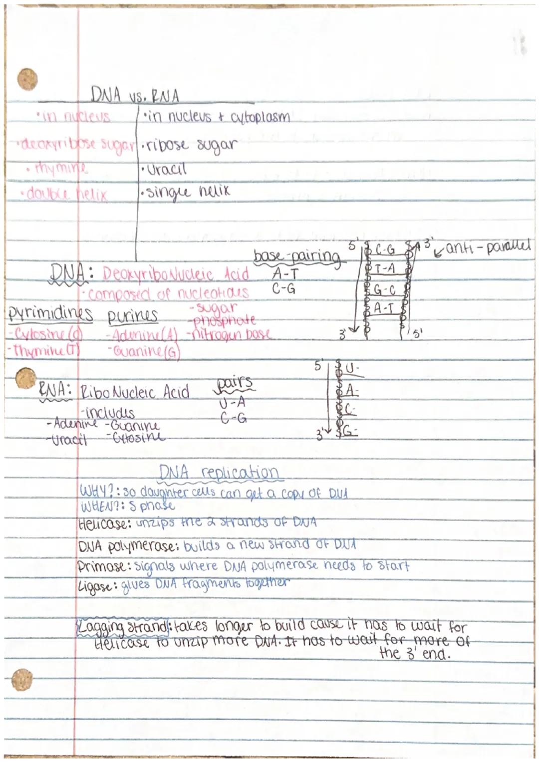 DNA VS. RNA
in nucleus ∙in nucleus & cytoplasm
•deoxyribose sugar. ribose sugar
Uracil
•Single helix
•
• thymine
•double helix
DNA: Deoxyrib
