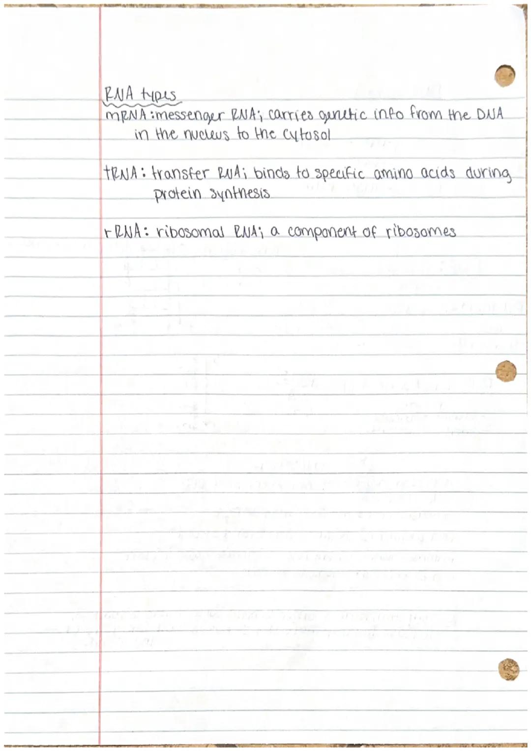 DNA VS. RNA
in nucleus ∙in nucleus & cytoplasm
•deoxyribose sugar. ribose sugar
Uracil
•Single helix
•
• thymine
•double helix
DNA: Deoxyrib