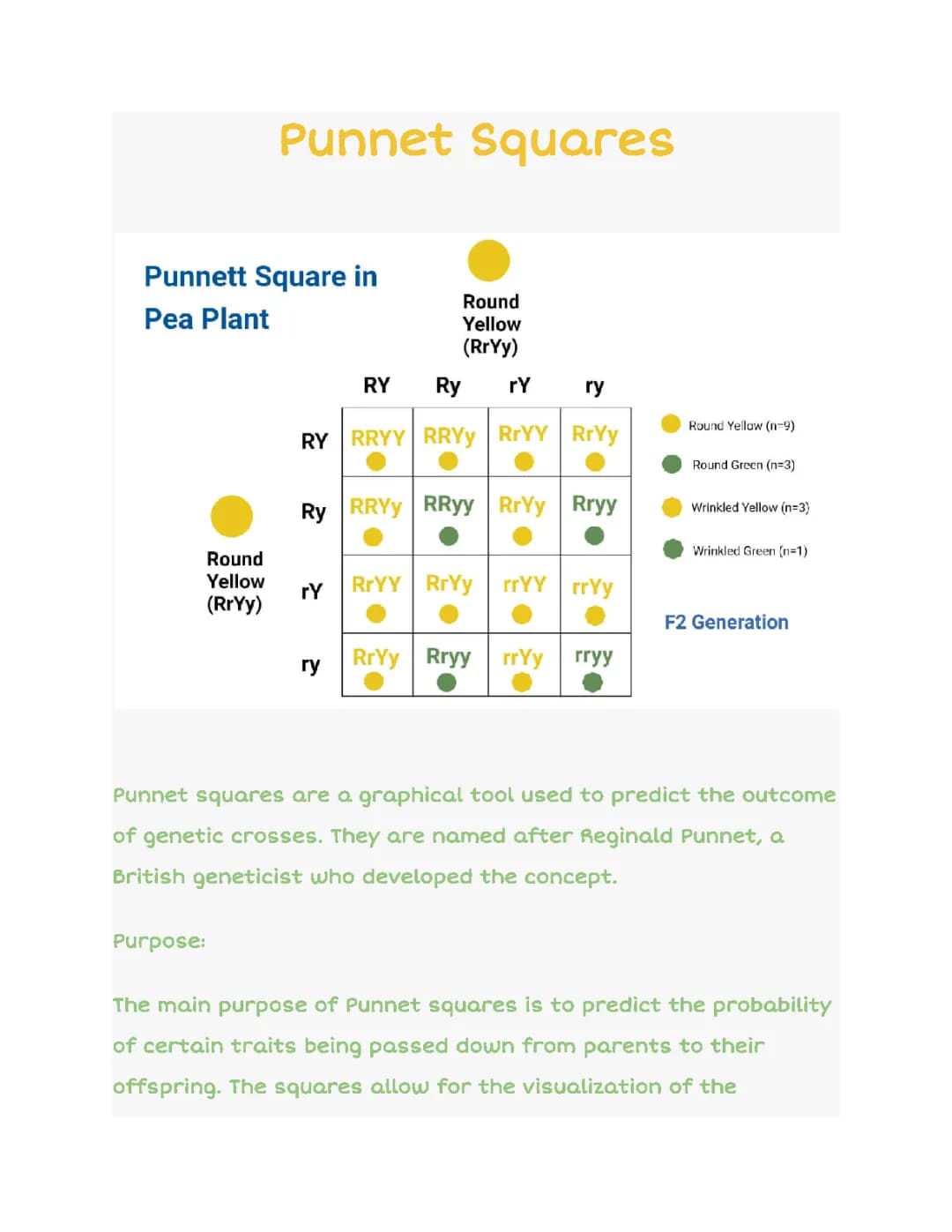 Punnet Squares