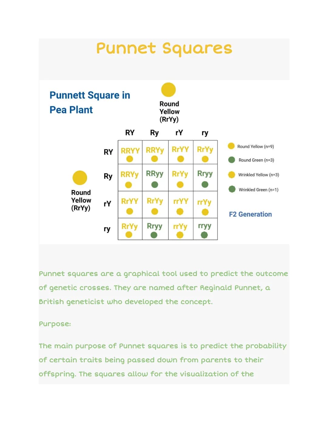 Punnett Square in
Pea Plant
Round
Yellow
(RrYy)
Punnet Squares
Purpose:
RY Ry
ry ry
RY RRYY RRYY RrYY RrYy
Ry RRYY RRyy RrYy Rryy
rY
Round
Y