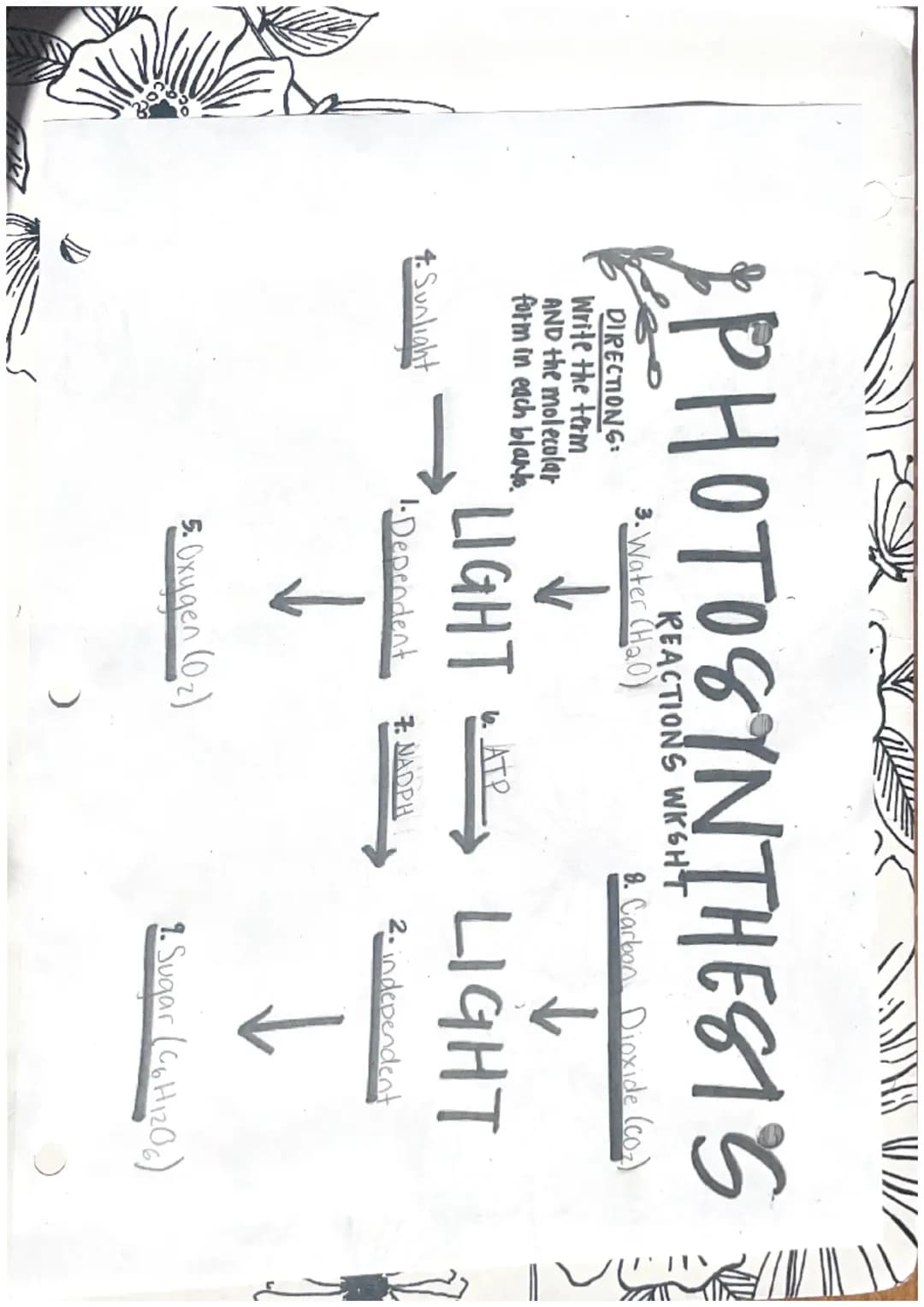 Photosynthesis Worksheet Answers: Light Reactions and Sugar Making