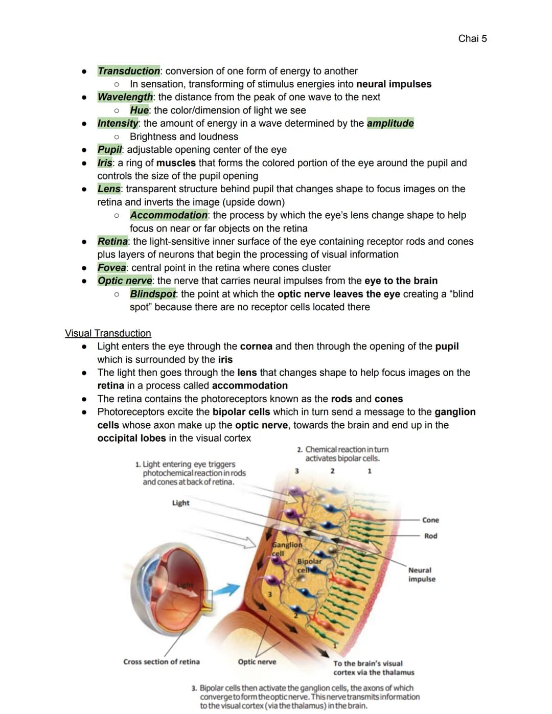Unit 3: Sensation and Perception (6-8%)
3A: Sensation and Perception
Sensation: the process by which our sensory receptors and nervous syste