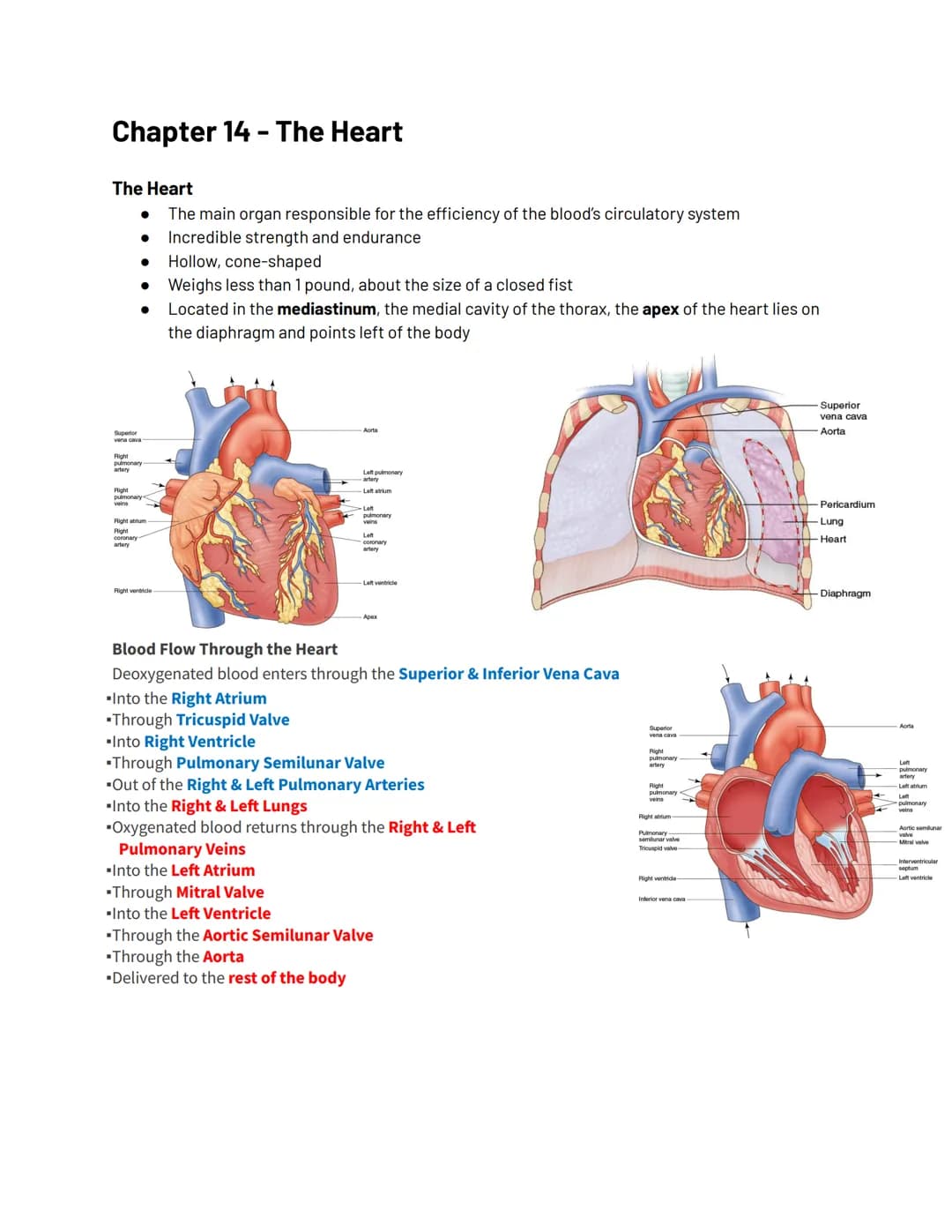 Chapter 14 - The Heart
The Heart
The main organ responsible for the efficiency of the blood's circulatory system
Incredible strength and end