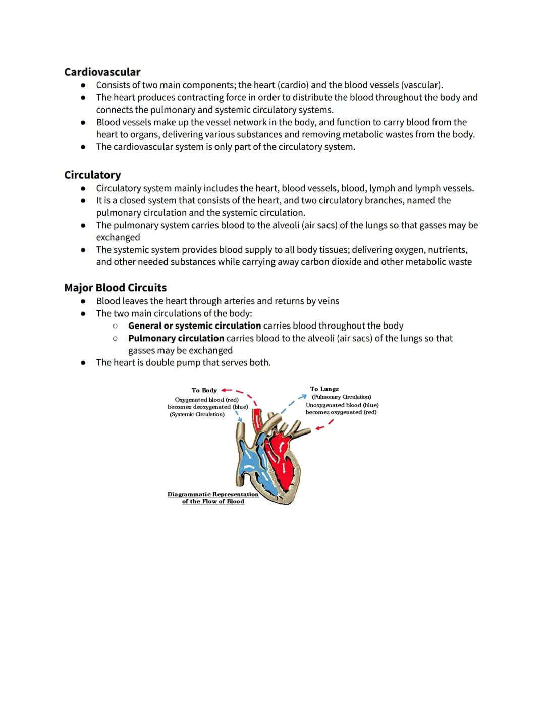 Chapter 14 - The Heart
The Heart
The main organ responsible for the efficiency of the blood's circulatory system
Incredible strength and end