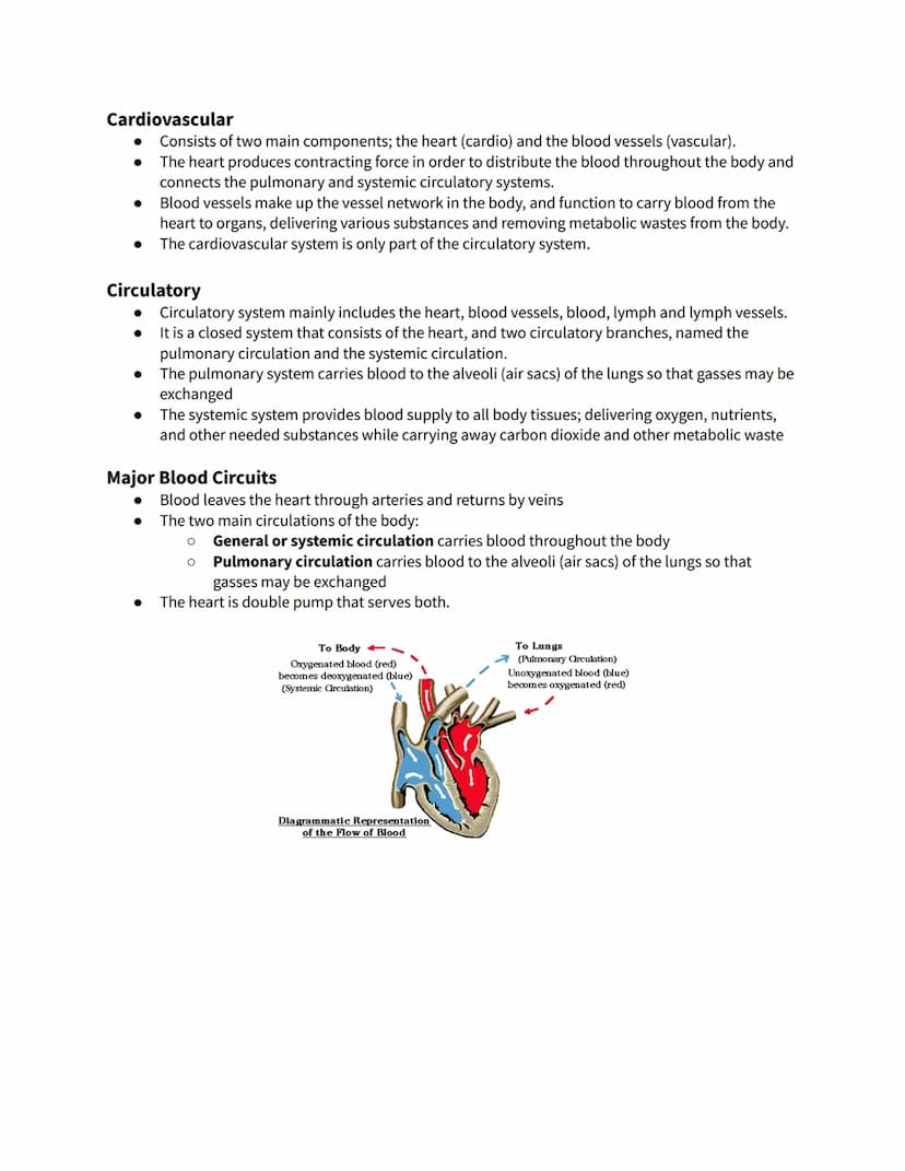Chapter 14 - The Heart
The Heart
The main organ responsible for the efficiency of the blood's circulatory system
Incredible strength and end
