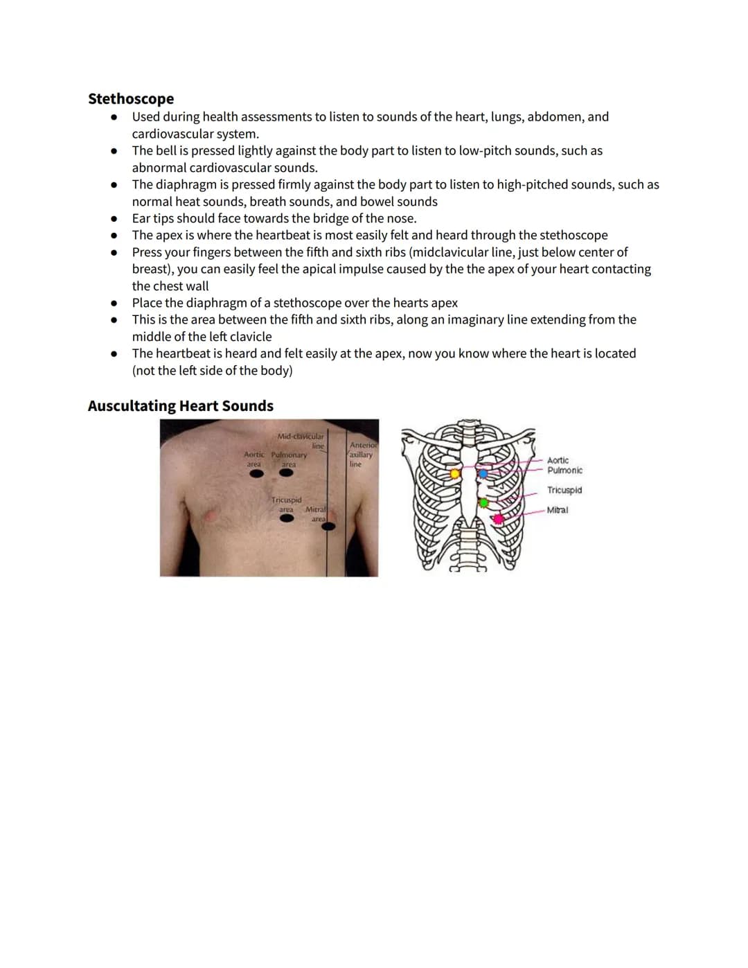 Chapter 14 - The Heart
The Heart
The main organ responsible for the efficiency of the blood's circulatory system
Incredible strength and end