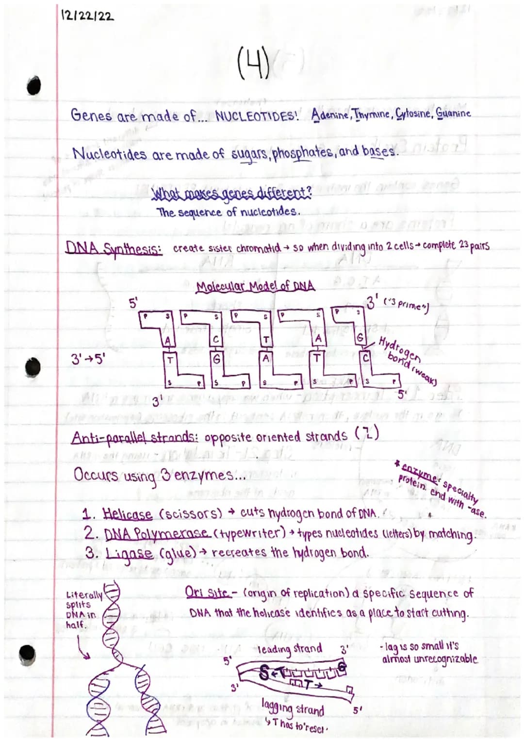 Natalie Ho
Genetics 2 Study Guide
Sex linked disorders and related disorders: "X-linked"
Females: XX
23 pairs of chromosomes:
-22 pairs are 