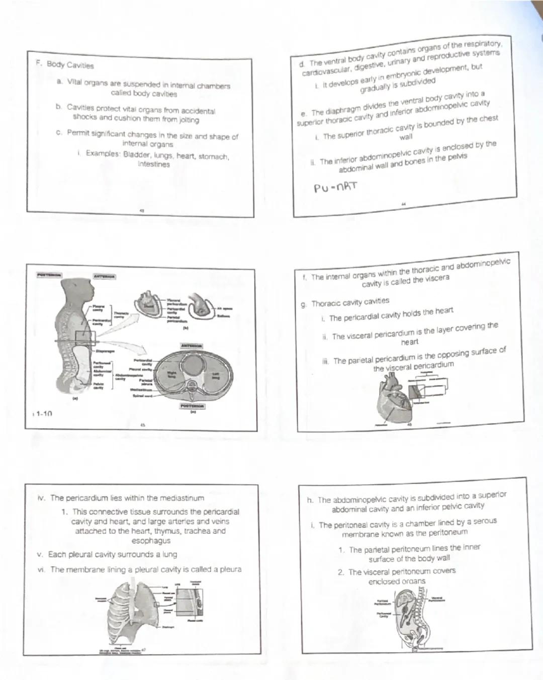 # Unit 1: An Introduction to Anatomy and Physiology

1. Introduction

Organisms appear in a wide variety of appearances and
lifestyles, but 