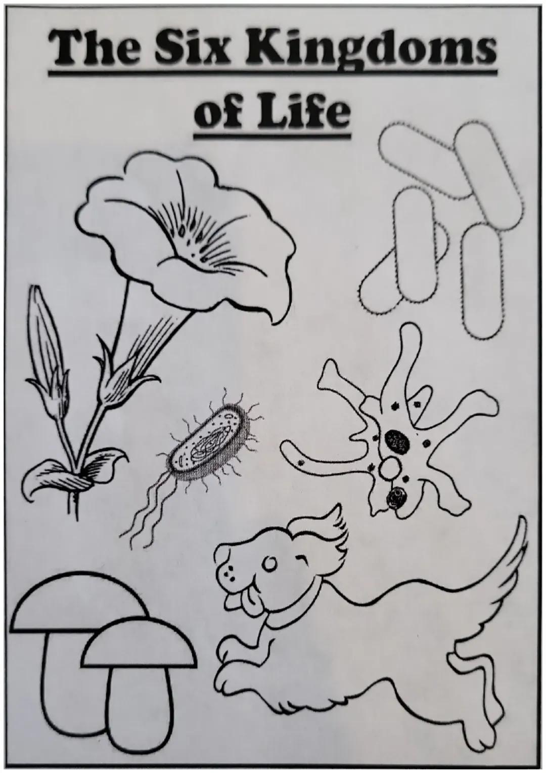 The Six Kingdoms Of Life 