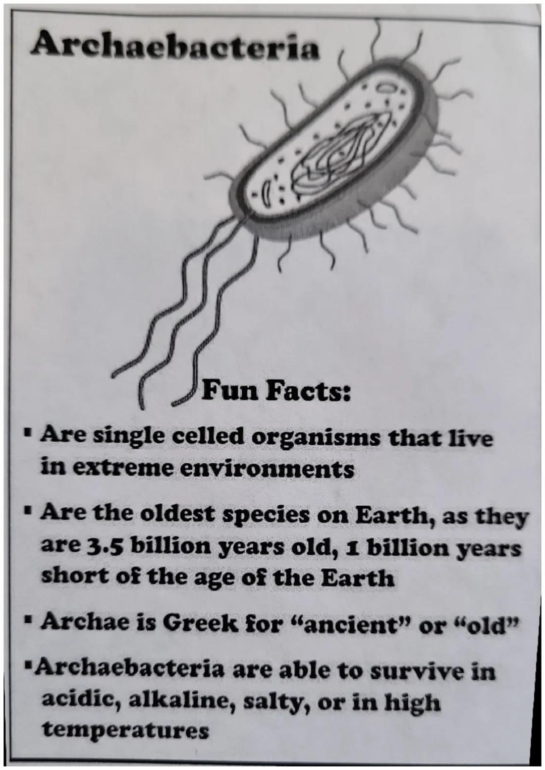 The Six Kingdoms
of Life Archaebacteria
"
Fun Facts:
▪ Are single celled organisms that live
in extreme environments
▪ Are the oldest specie