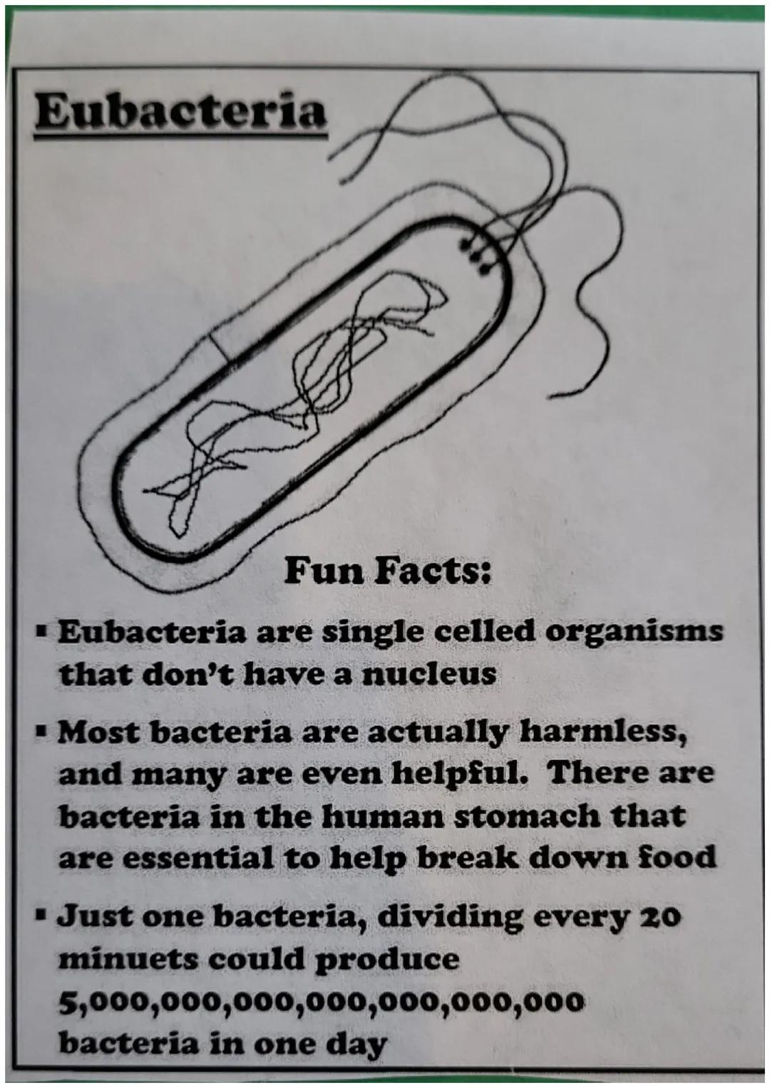 The Six Kingdoms
of Life Archaebacteria
"
Fun Facts:
▪ Are single celled organisms that live
in extreme environments
▪ Are the oldest specie