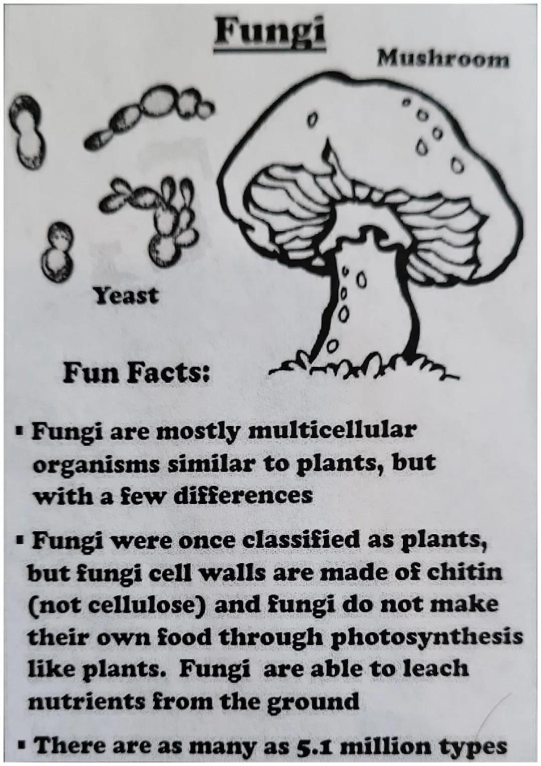 The Six Kingdoms
of Life Archaebacteria
"
Fun Facts:
▪ Are single celled organisms that live
in extreme environments
▪ Are the oldest specie