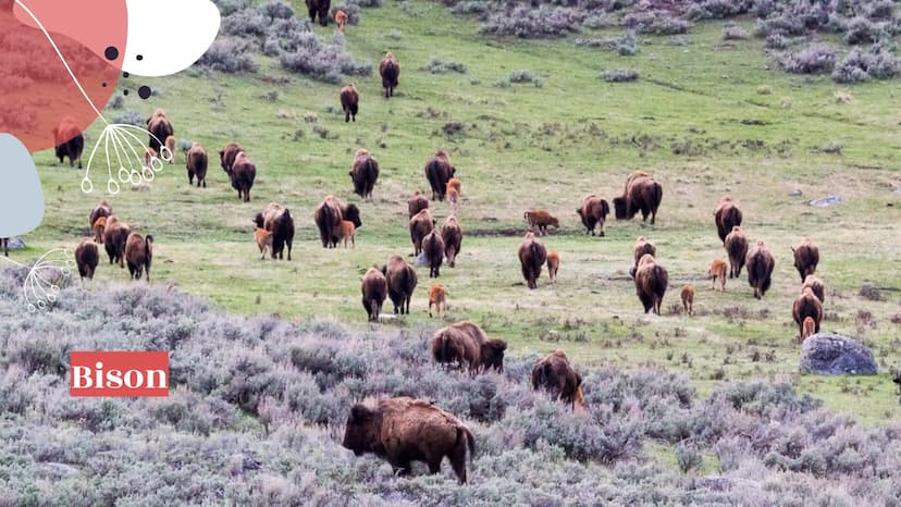 6000
Yellowstone
National Park
099800
oooooo About Yellowstone
First National Park
Half of all the world's known geothermal features
● World