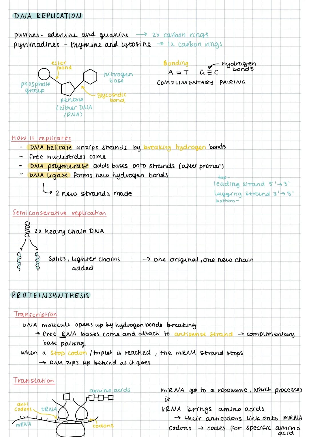 DNA Replication and Protein Synthesis For Kids - PDF, Steps, and Mutations
