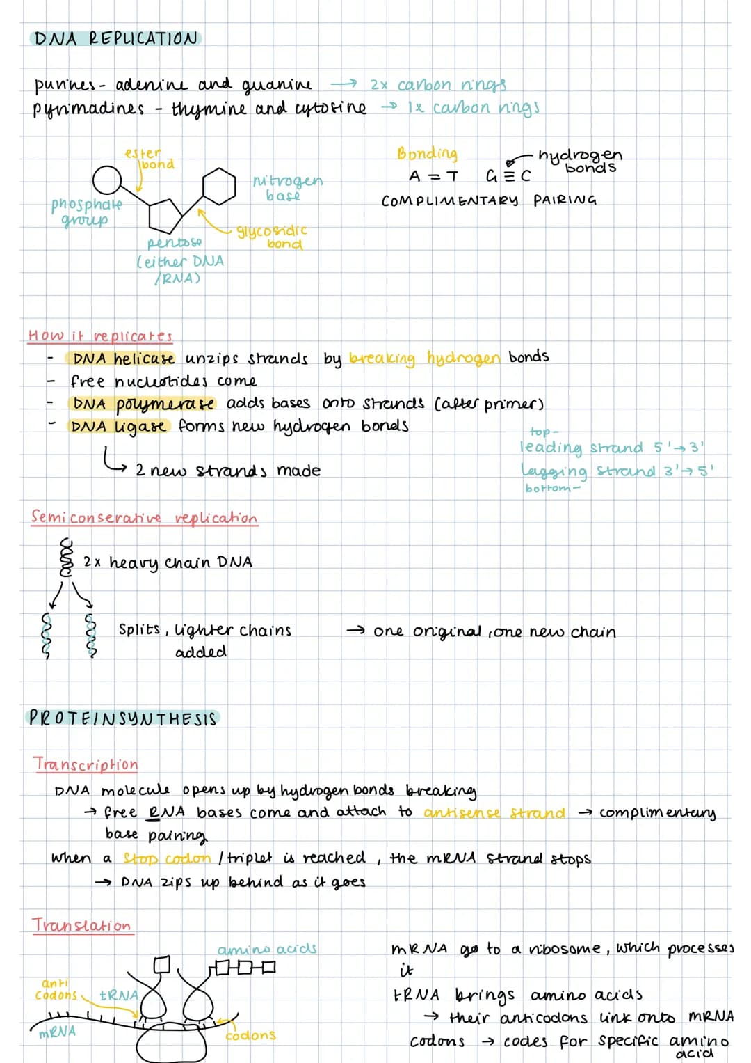 DNA REPLICATION
purines- adenine and guanine → 2x carbon rings
pynmadines thymine and cytosine - 1x carbon rings
phosphate
group
ester
xx
Ib