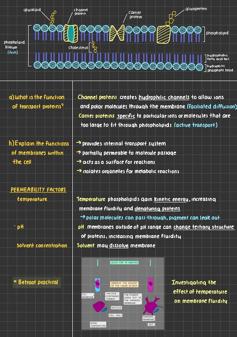 
<p>The plasma membrane is a barrier that surrounds the cell, allowing the exchange of substances with the environment. It is also known as 