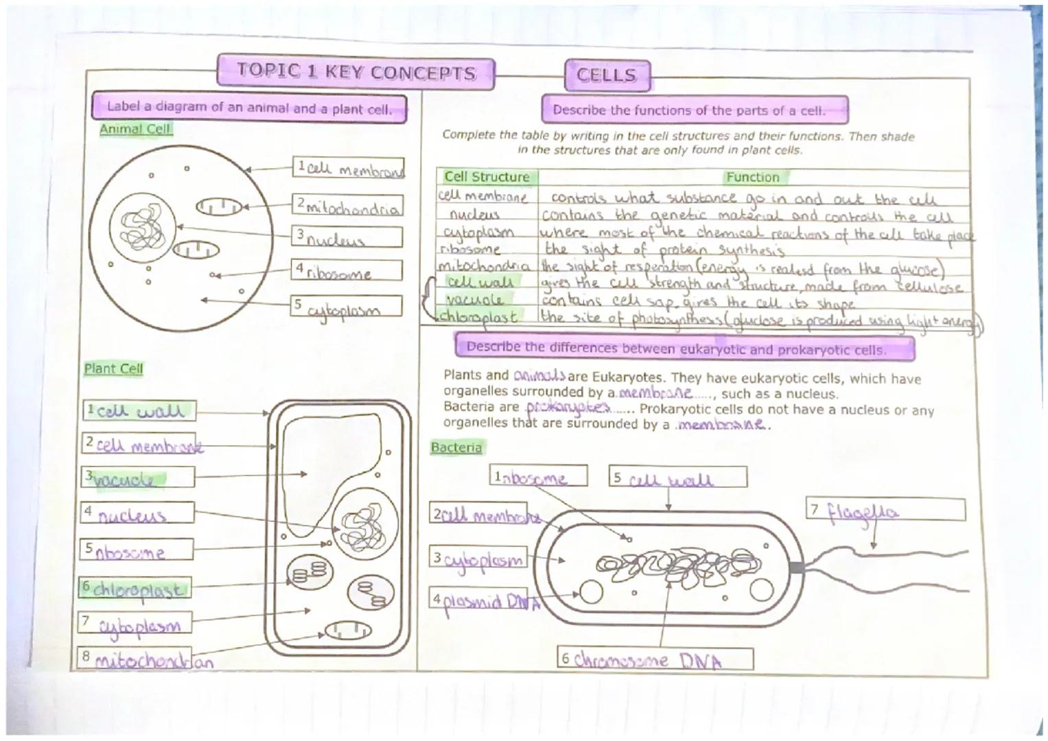 # TOPIC 1 KEY CONCEPTS

# CELLS

Describe the functions of the parts of a cell.

Complete the table by writing in the cell structures and th