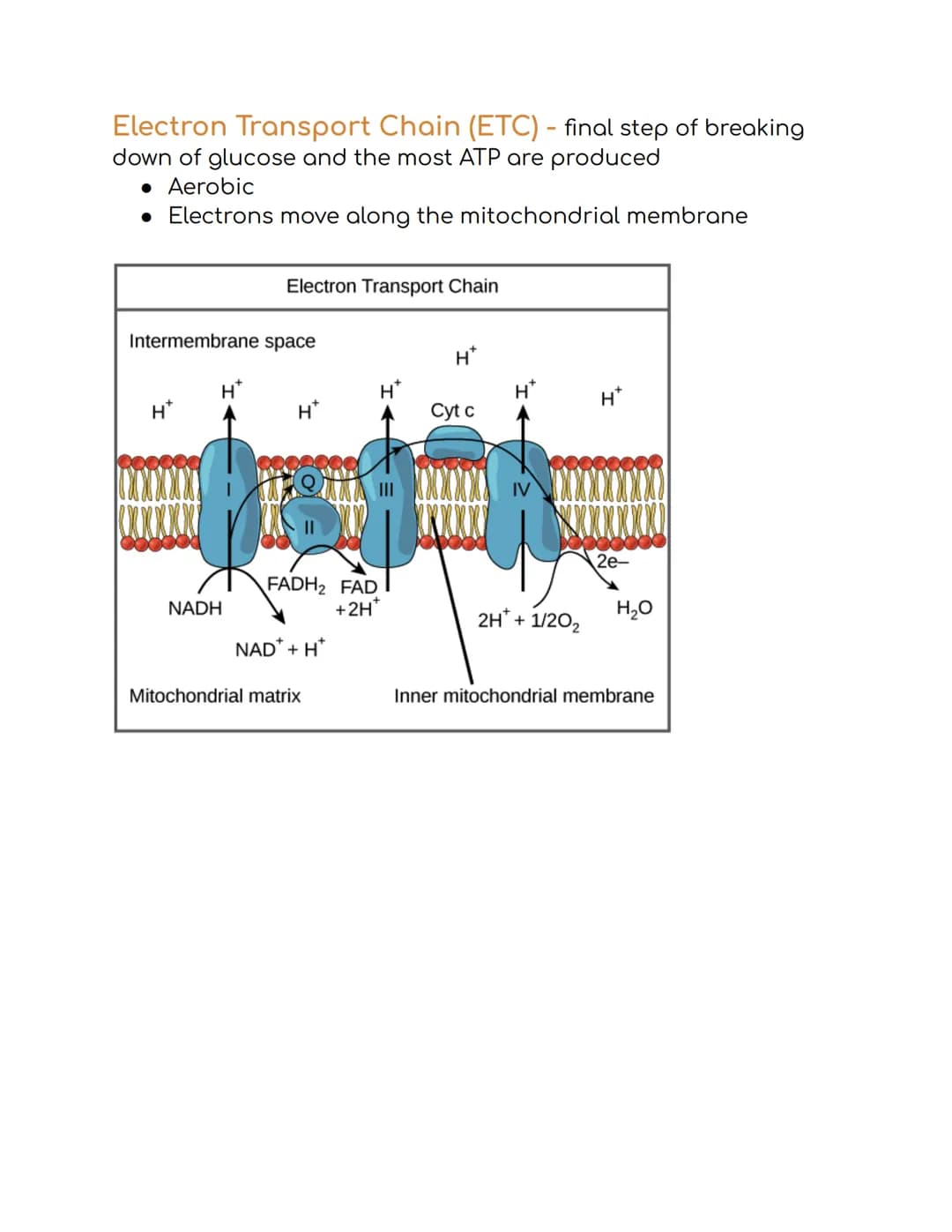 
<p>The first law of thermodynamics states that energy cannot be created or destroyed. The second law of thermodynamics states that energy c