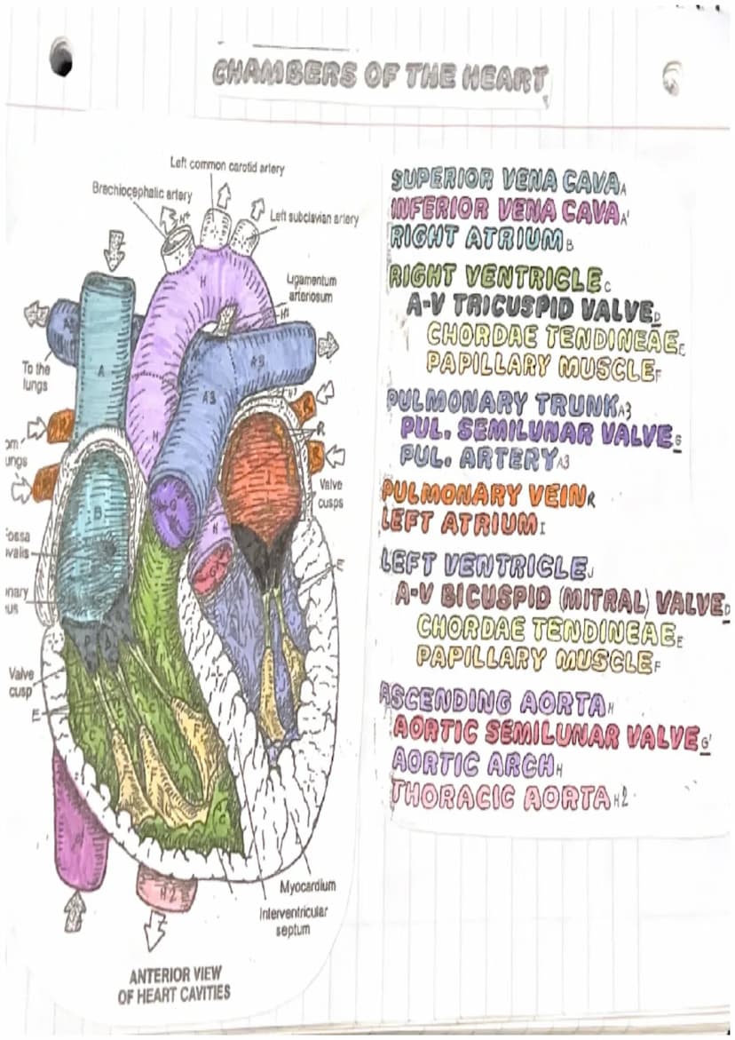 Heart notes
Myocardium hollow
of cardiac muscle
organ composed
Pericardium loose fibrous sac that surrounds the myocardium
Epicardium
membra