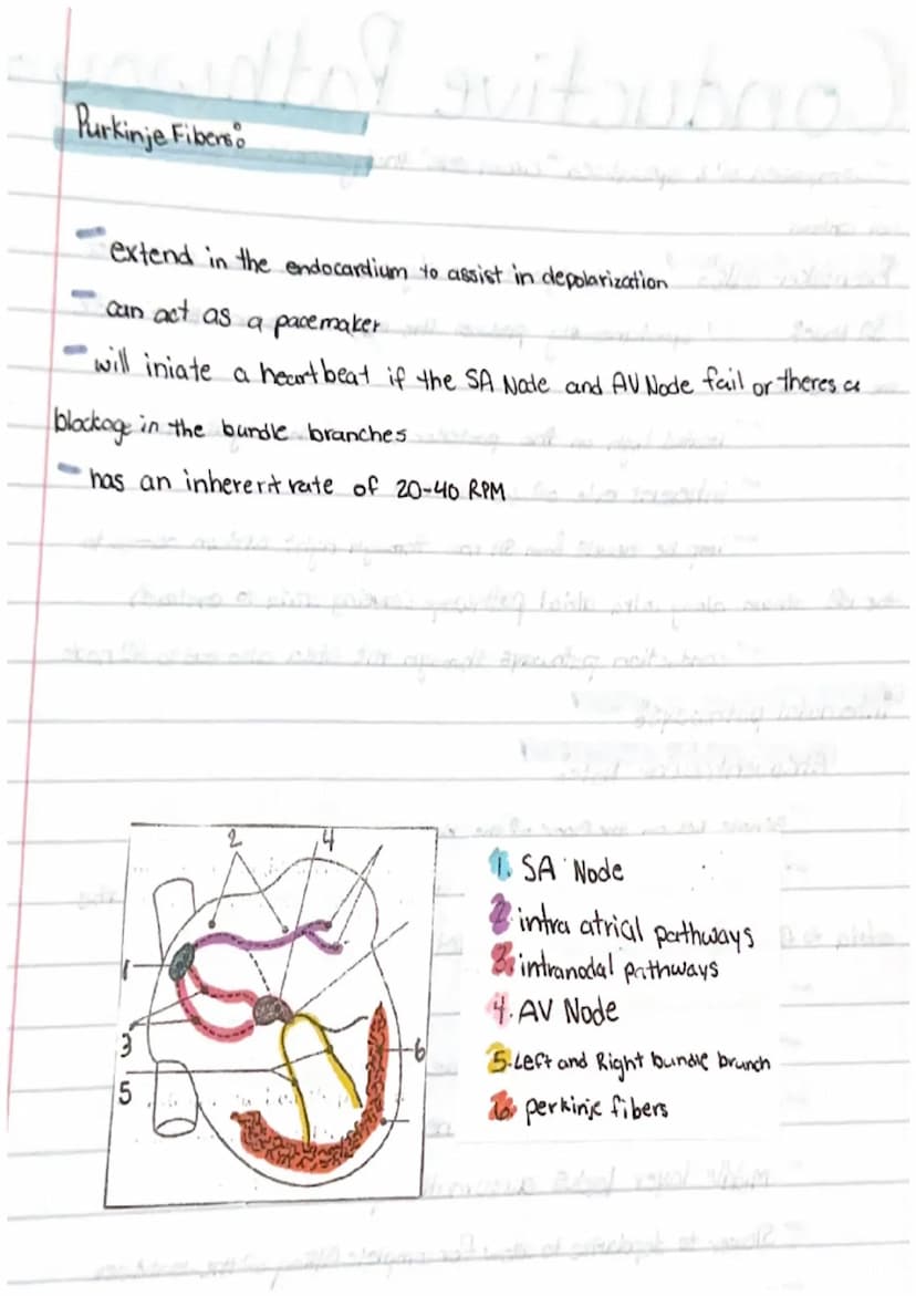 Heart notes
Myocardium hollow
of cardiac muscle
organ composed
Pericardium loose fibrous sac that surrounds the myocardium
Epicardium
membra