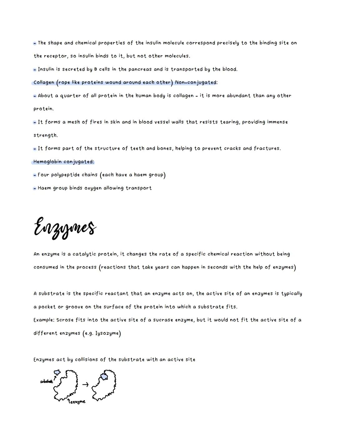 Amino Acids:
●
There are twnety amino acids that are commonly used
There can be one or more chains to form a protein
Chains of amino acids (