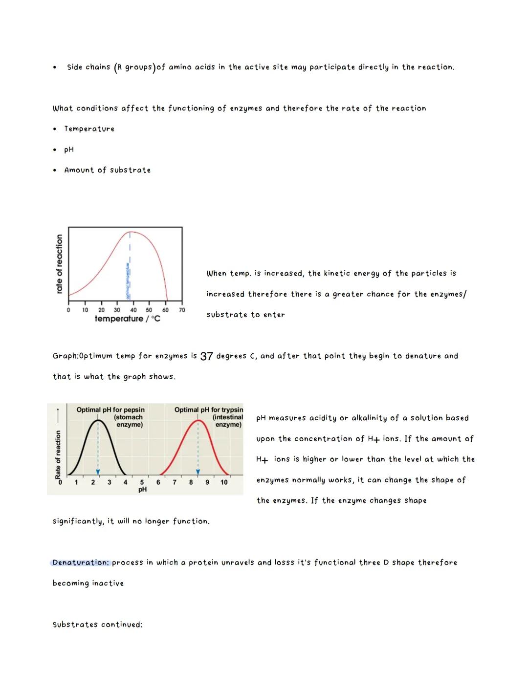 Amino Acids:
●
There are twnety amino acids that are commonly used
There can be one or more chains to form a protein
Chains of amino acids (