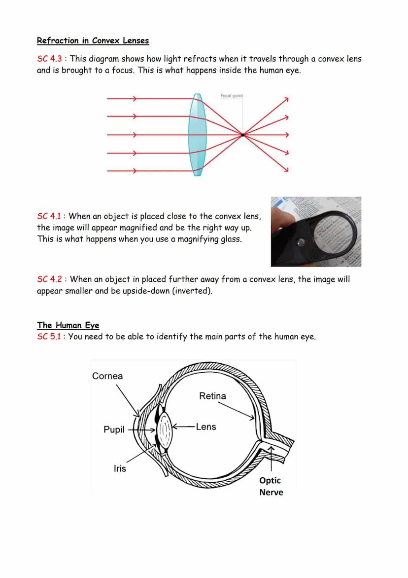 SC 1.1 Facts about light :
Light waves travel in straight lines that we call light rays.
The sun and light bulbs are described as light sour