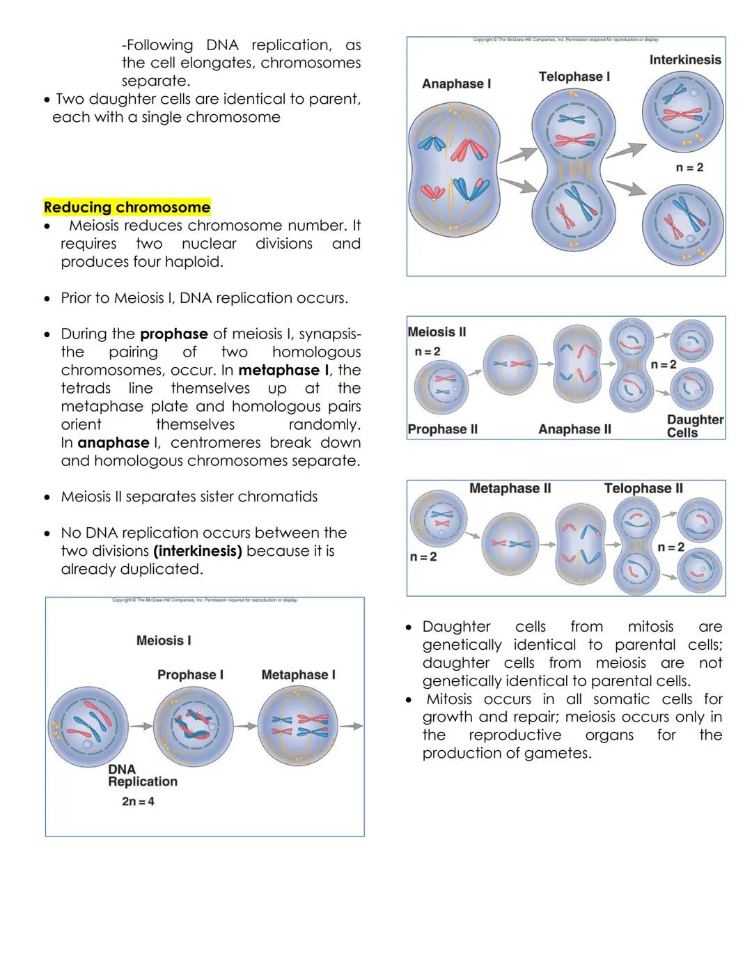 SOMATIC CELLS
-Body cells; for growth and repair
Chromatin
- Mass of genetic material composed of
DNA and proteins that condense to form
chr