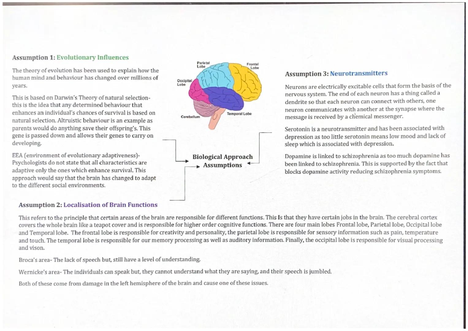 Assumption 1: Evolutionary Influences
The theory of evolution has been used to explain how the
human mind and behaviour has changed over mil