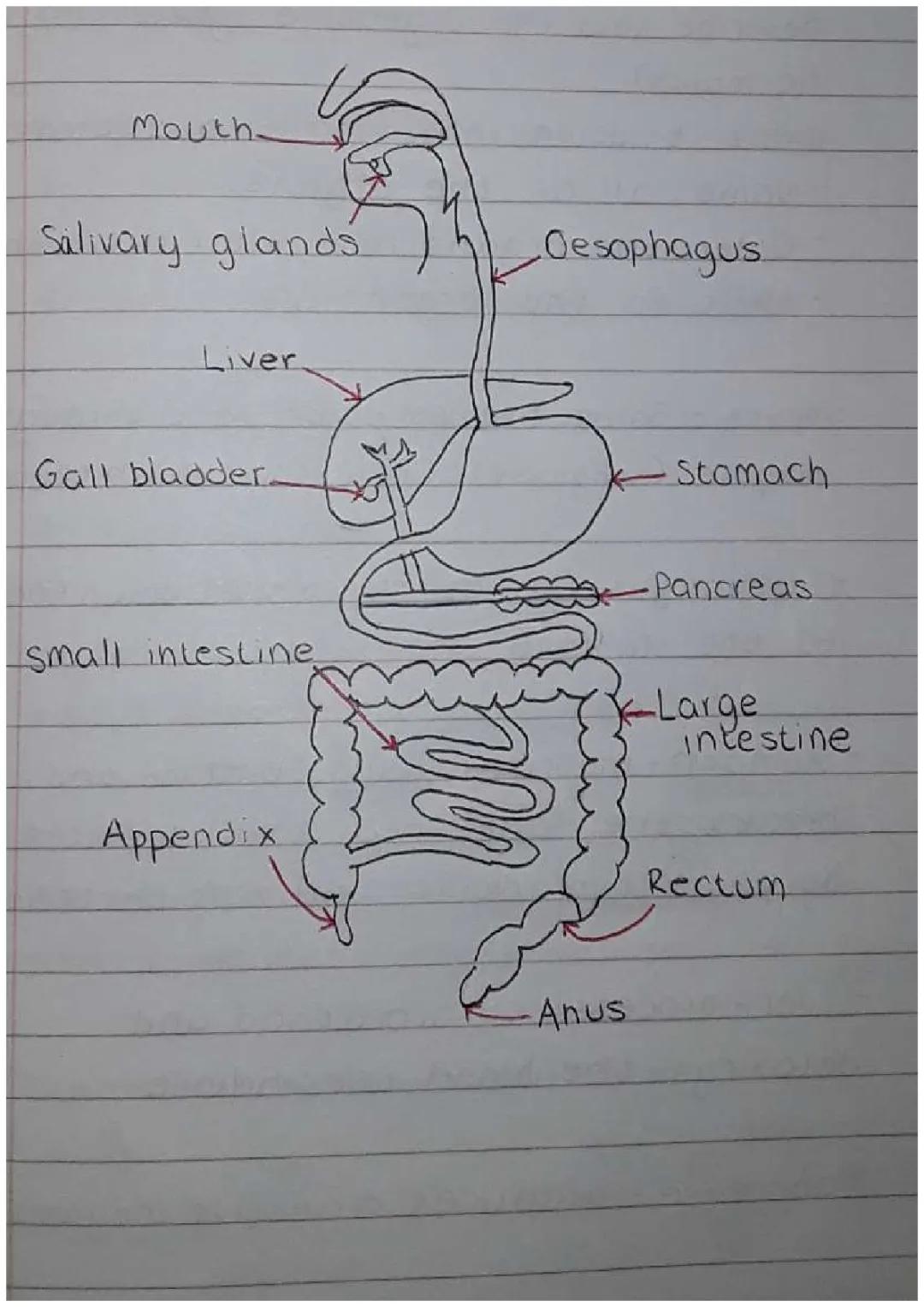 How Amylase and Your Liver Work in Digestion