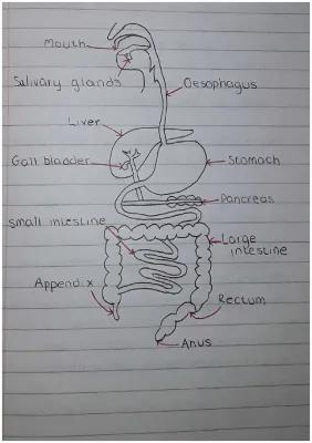 Know Digestive system diagram Fully annotated thumbnail