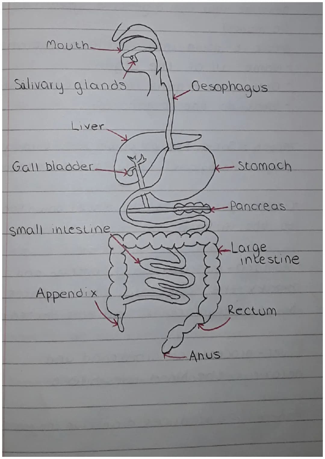 Mouth-
Salivary glands
Liver.
Gall bladder.
small intestine.
Appendix
Oesophagus
NEO
Anus
Stomach
Pancreas
Large
intestine
Rectum "Mouch - S