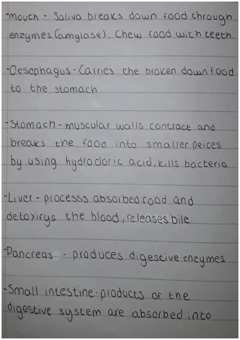Mouth-
Salivary glands
Liver.
Gall bladder.
small intestine.
Appendix
Oesophagus
NEO
Anus
Stomach
Pancreas
Large
intestine
Rectum "Mouch - S
