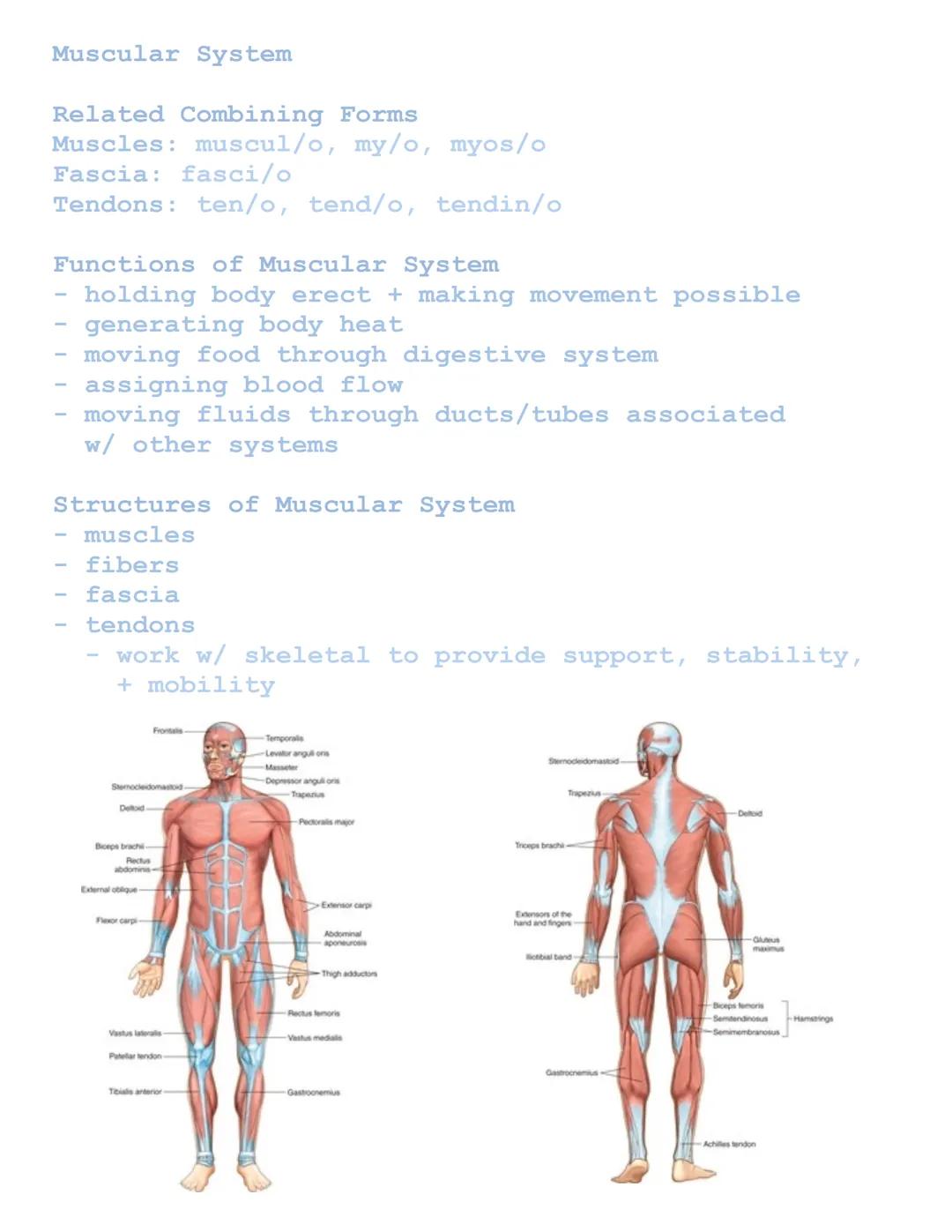Muscular System
Related Combining Forms
Muscles: muscul/o, my/o, myos/o
Fascia: fasci/o
Tendons: ten/o, tend/o, tendin/o
Functions of Muscul