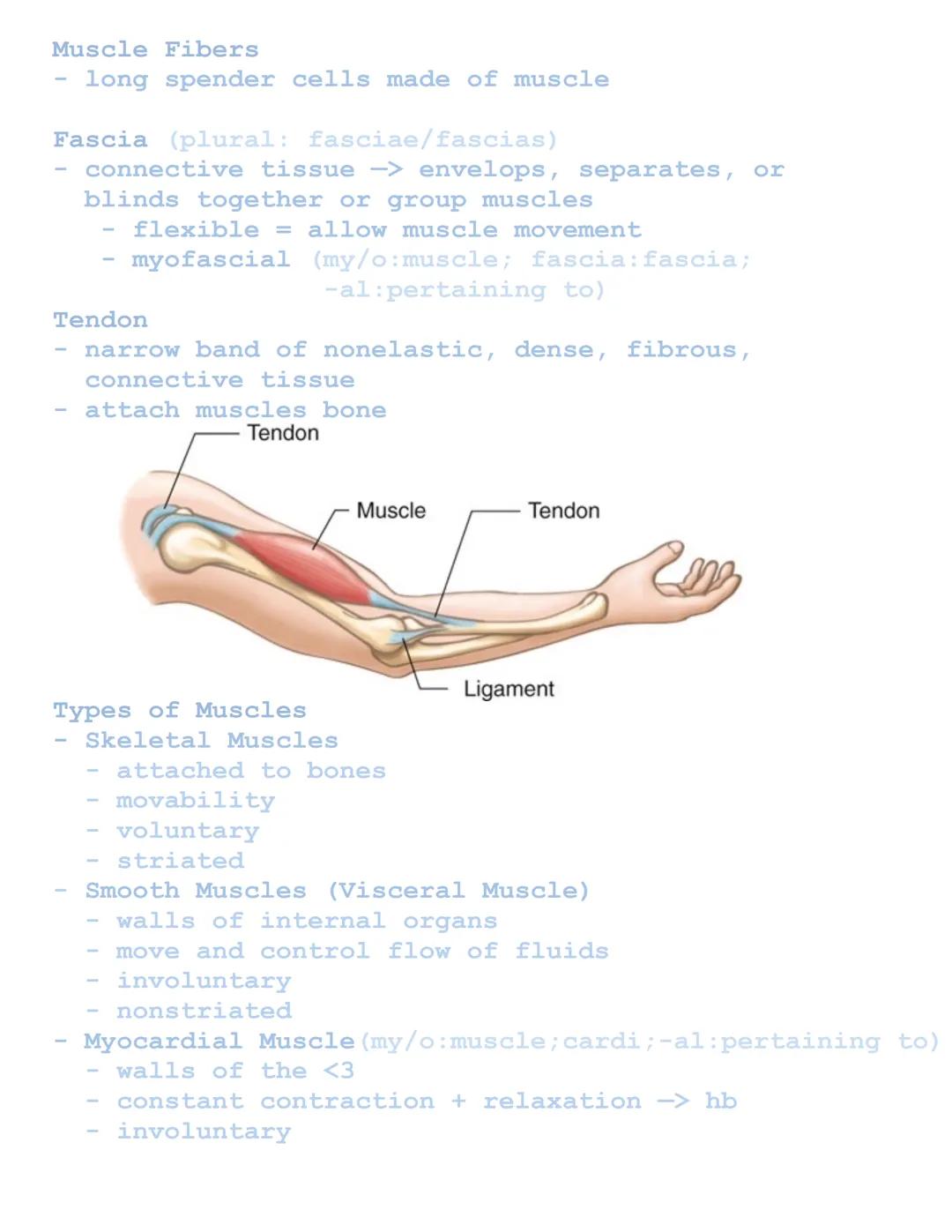 Muscular System
Related Combining Forms
Muscles: muscul/o, my/o, myos/o
Fascia: fasci/o
Tendons: ten/o, tend/o, tendin/o
Functions of Muscul