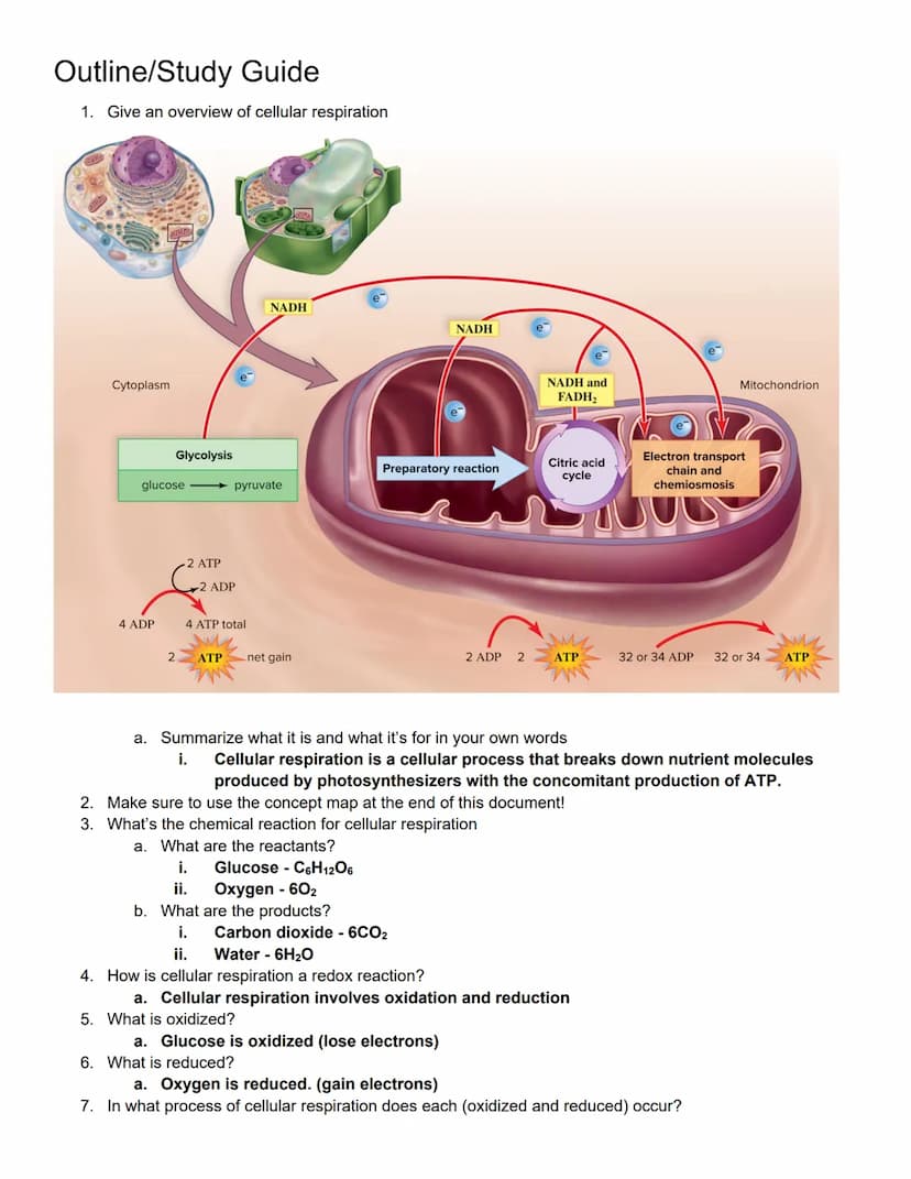 BIOL 1406 CH 8 Cellular Respiration Outline
Quick Outline
8.1 Overview of Cellular Respiration
8.2 Outside the Mitochondria: Glycolysis
8.3 