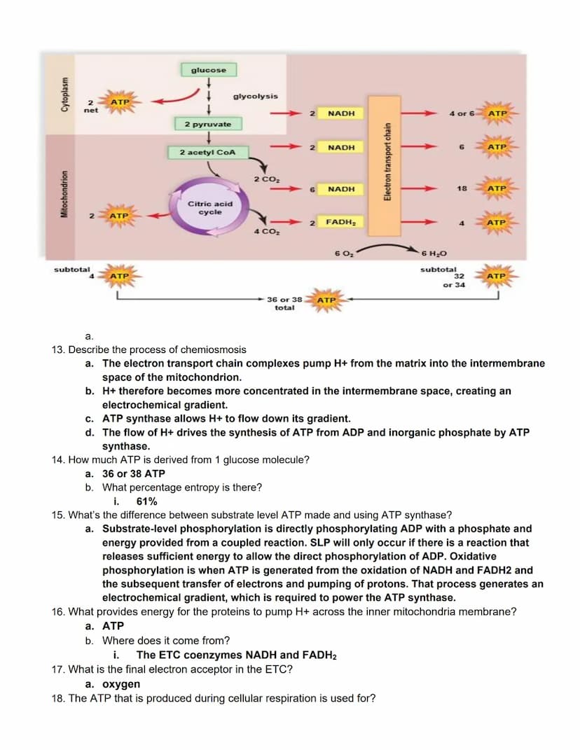 BIOL 1406 CH 8 Cellular Respiration Outline
Quick Outline
8.1 Overview of Cellular Respiration
8.2 Outside the Mitochondria: Glycolysis
8.3 