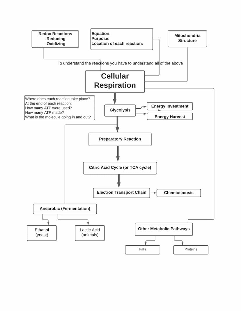BIOL 1406 CH 8 Cellular Respiration Outline
Quick Outline
8.1 Overview of Cellular Respiration
8.2 Outside the Mitochondria: Glycolysis
8.3 
