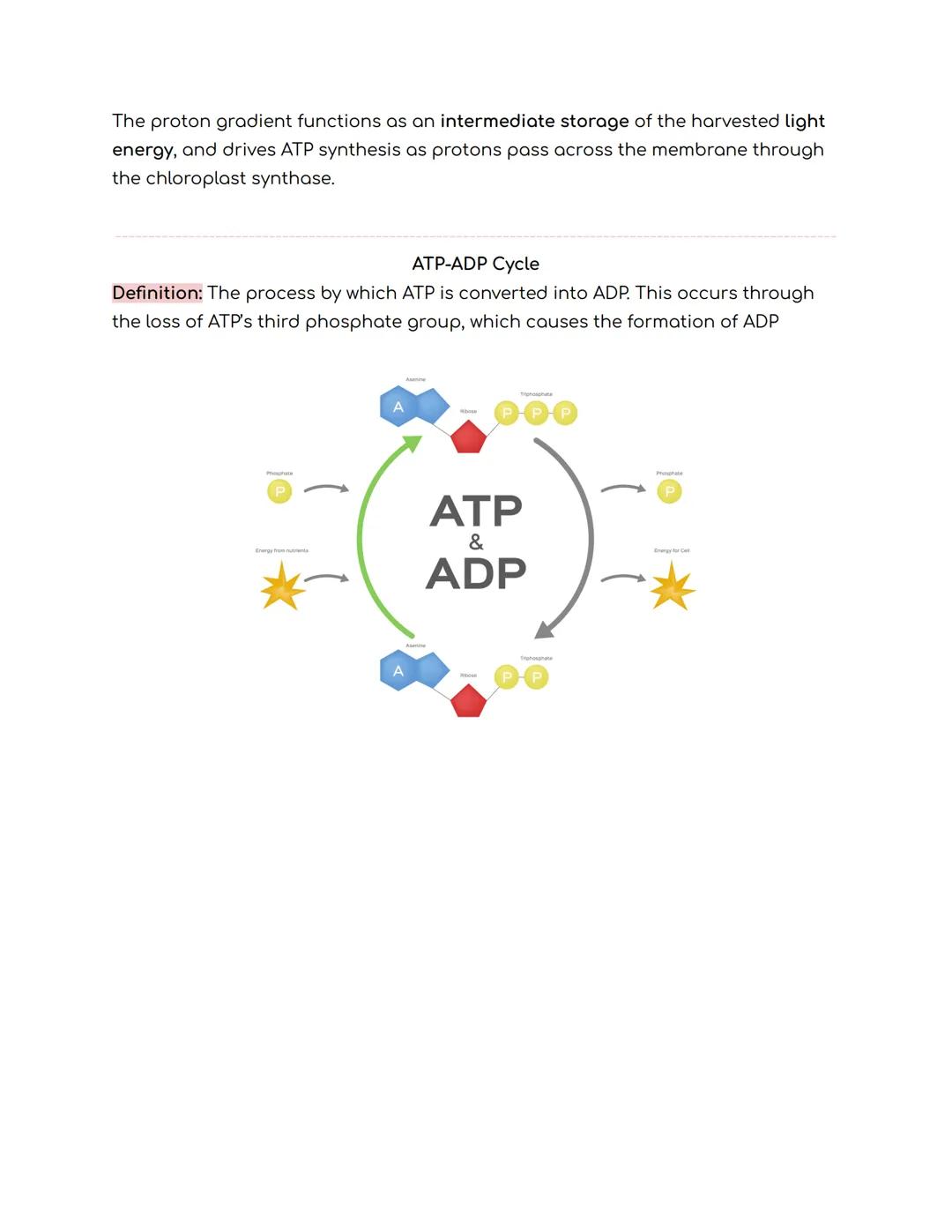 Metabolism
Overview
Definition: The chemical process that occurs within a living organism in order to
maintain life
Metabolic Pathways
A met