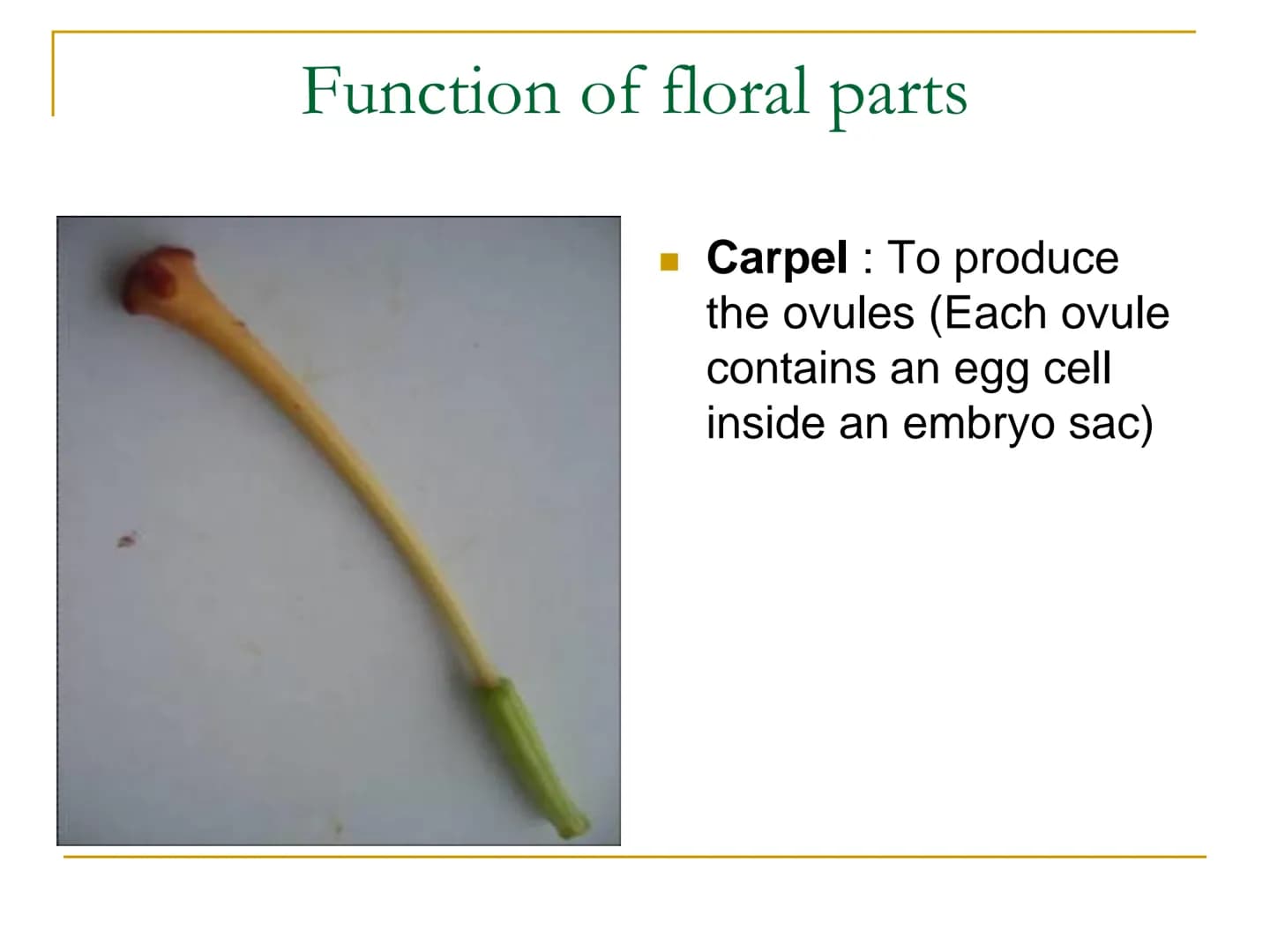 Sexual Reproduction of
Plants Learning objectives/4)
State the structure & function of the floral
parts including: Sepal, petal, stamen, car