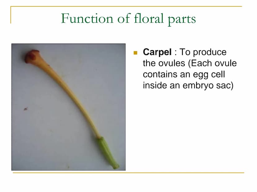 Sexual Reproduction of
Plants Learning objectives/4)
State the structure & function of the floral
parts including: Sepal, petal, stamen, car