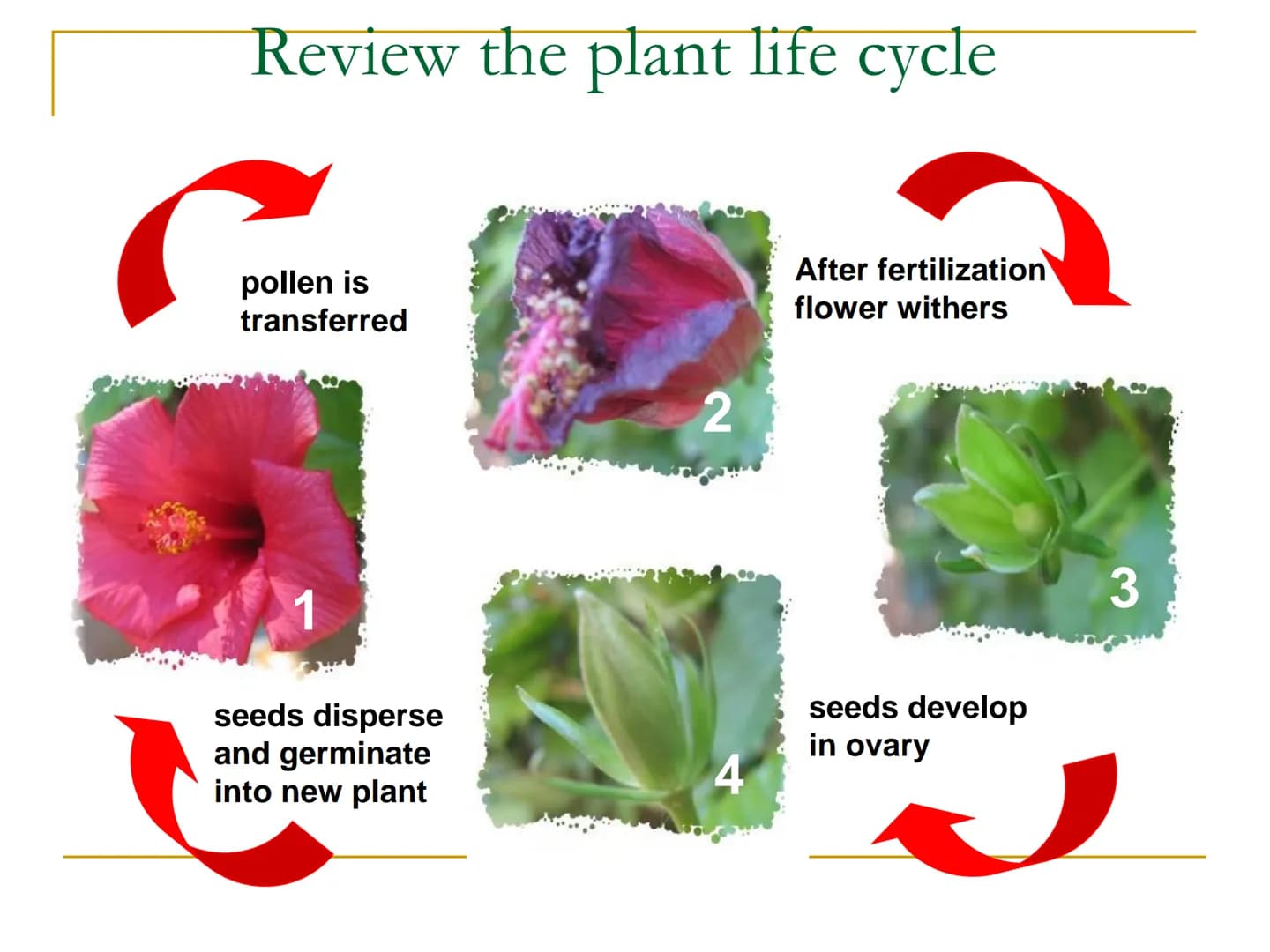 Sexual Reproduction of
Plants Learning objectives/4)
State the structure & function of the floral
parts including: Sepal, petal, stamen, car