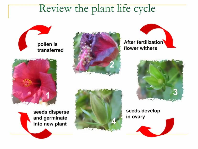 Sexual Reproduction of
Plants Learning objectives/4)
State the structure & function of the floral
parts including: Sepal, petal, stamen, car