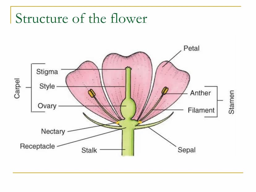 Sexual Reproduction of
Plants Learning objectives/4)
State the structure & function of the floral
parts including: Sepal, petal, stamen, car